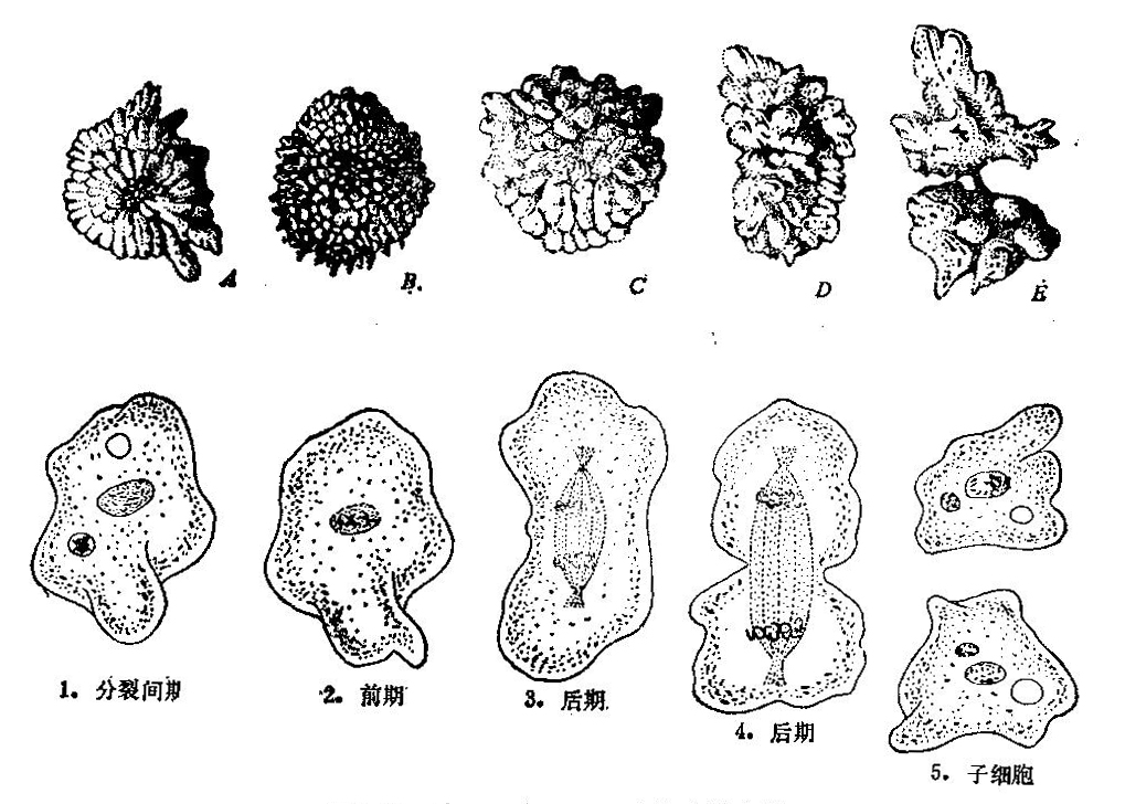 变形虫的二分裂繁殖