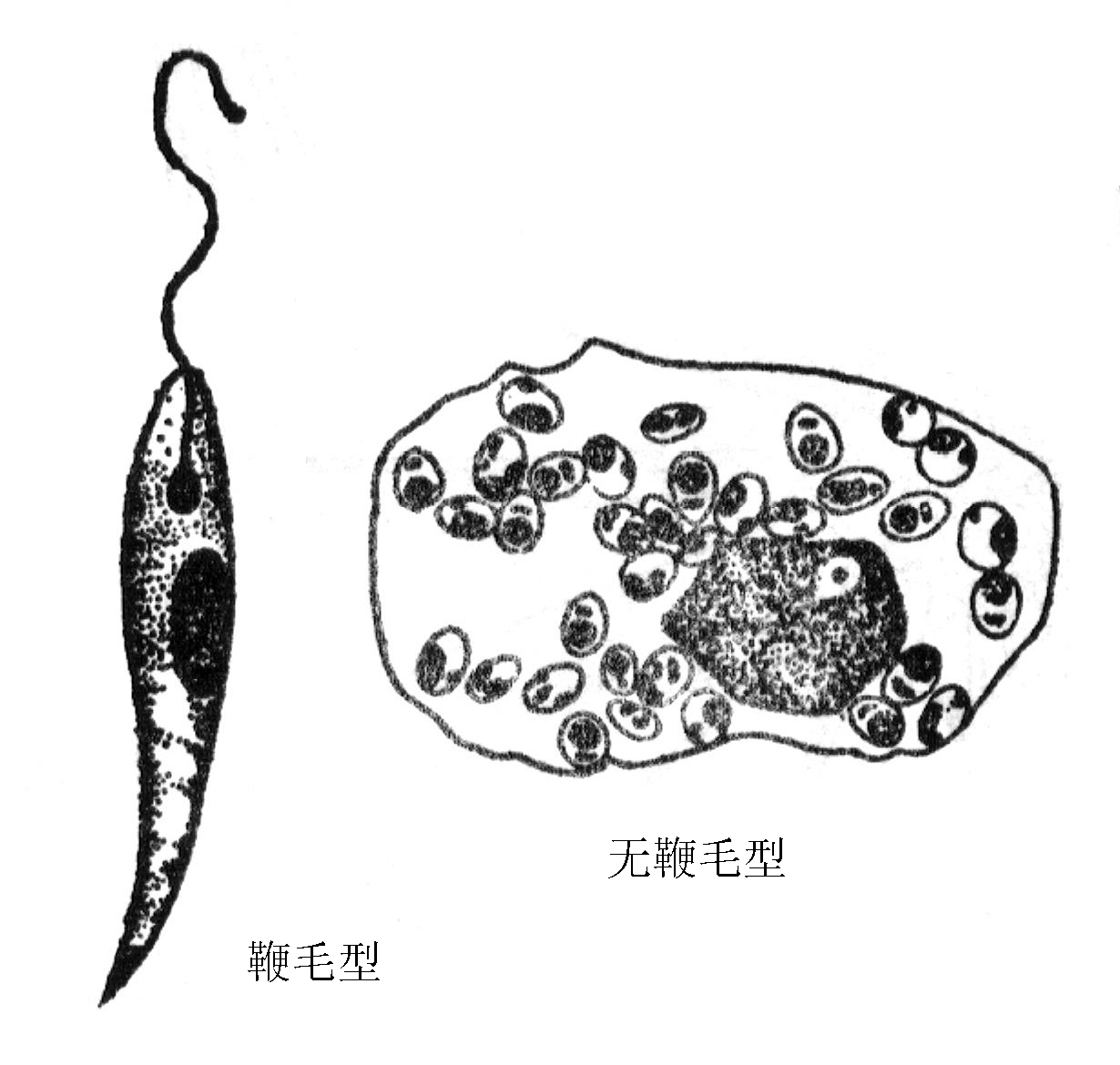 寄生于人体的有3种,其中以杜氏利什曼原虫( l. donovani