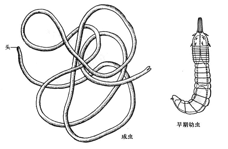 第5节线形动物门nematomorpha