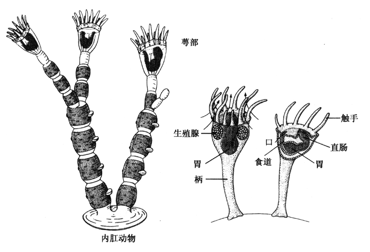 曾与外肛动物(ectoprocta)一起被称为苔藓动物门(bryozoa