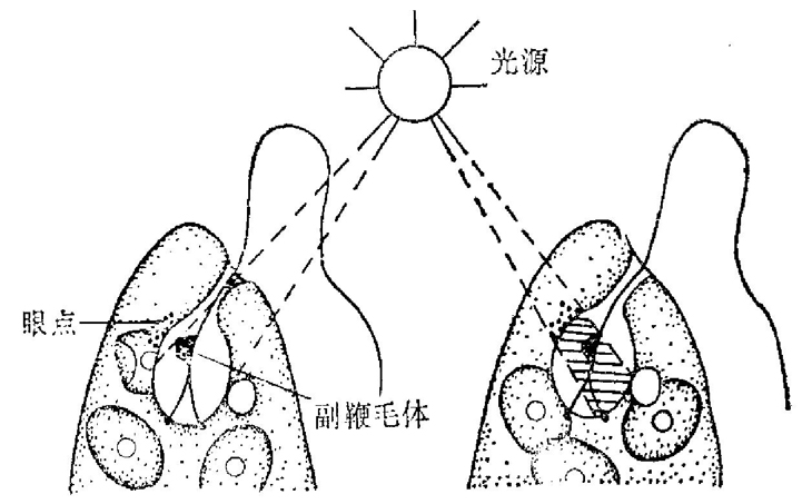 关于眼虫的光感受器