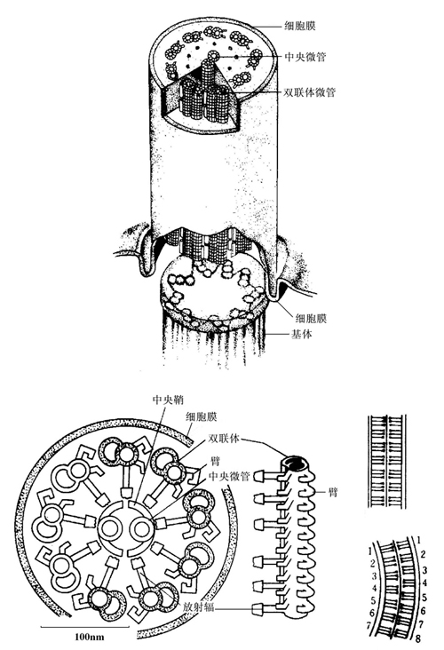 鞭毛和纤毛的结构