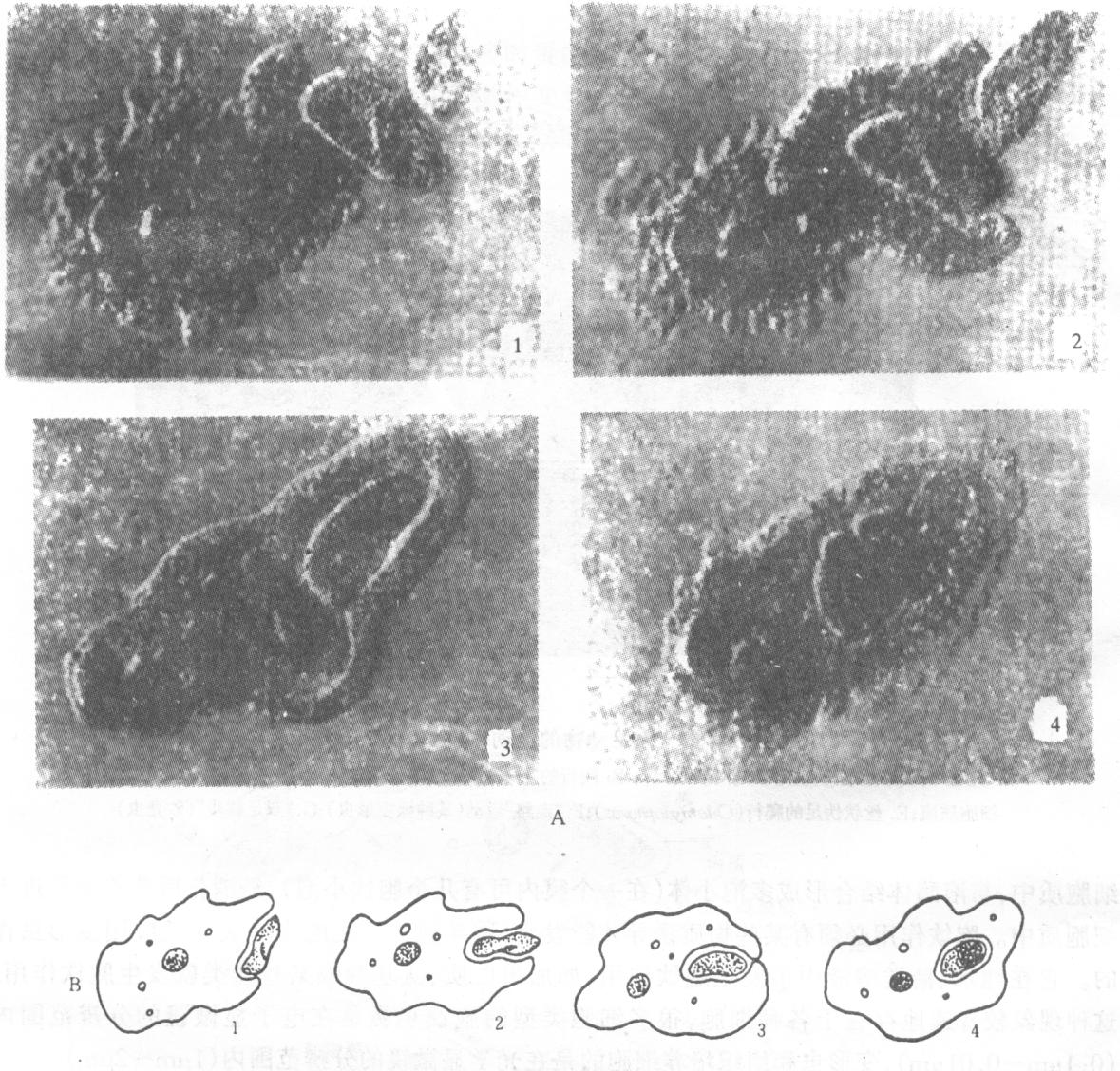 吞噬作用(phagocytosis)