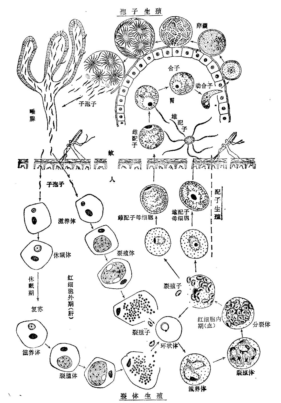 间日疟原虫雌雄配子体图片