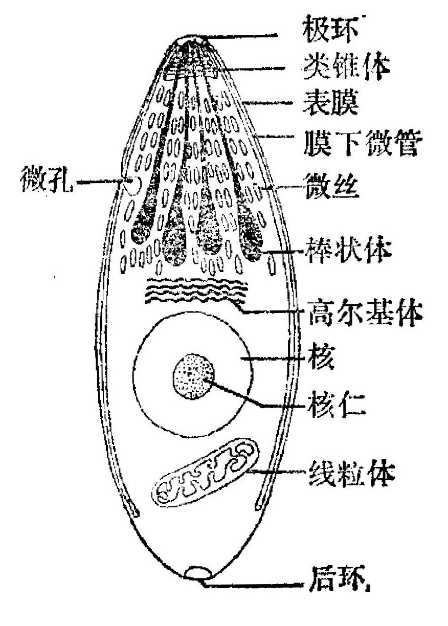 孢子虫生活史和子孢子顶复合结构