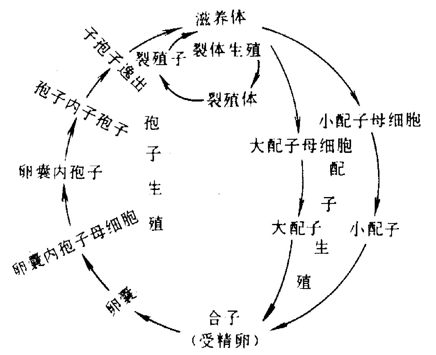 孢子虫生活史图片