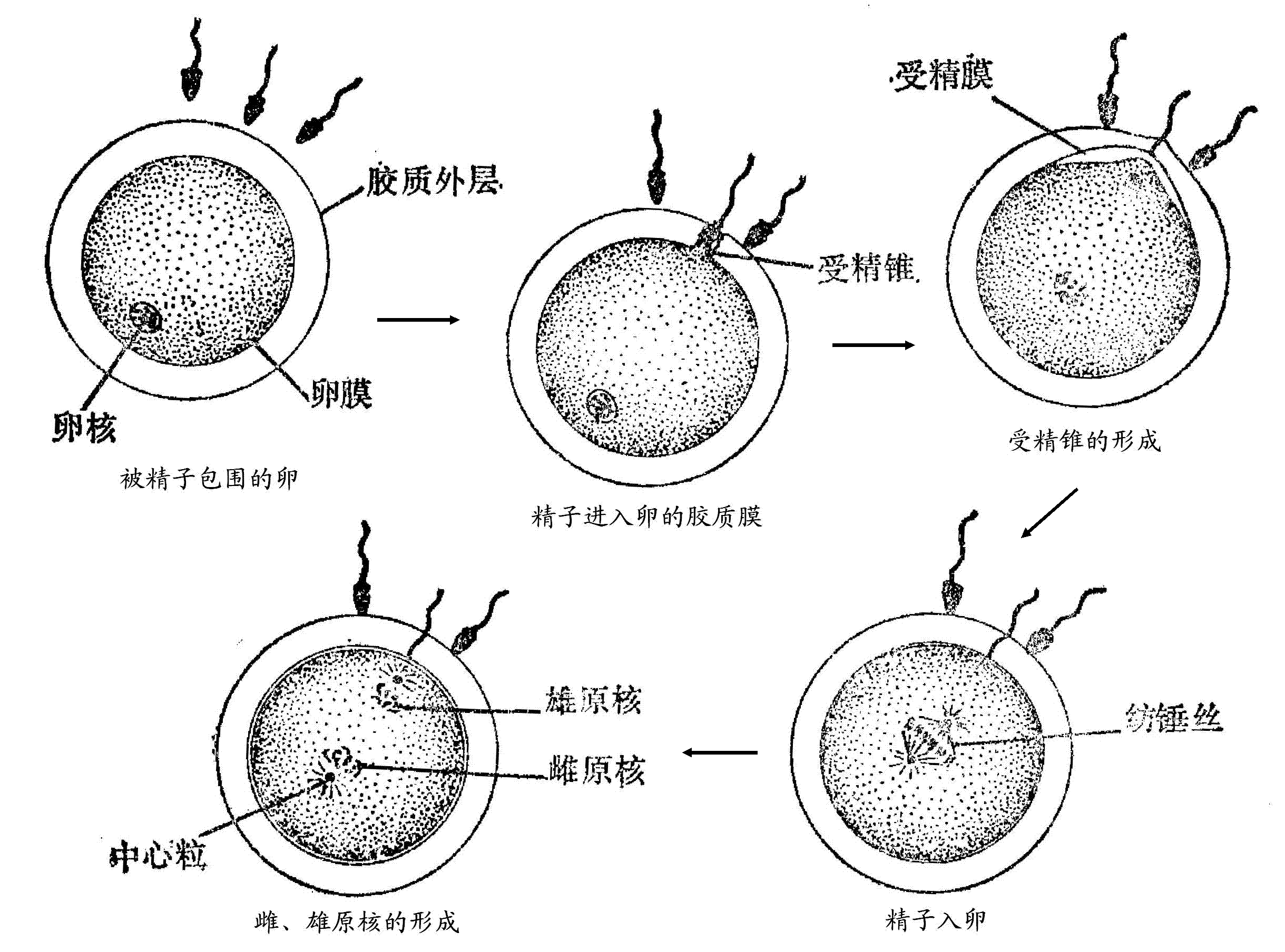 受精 gif