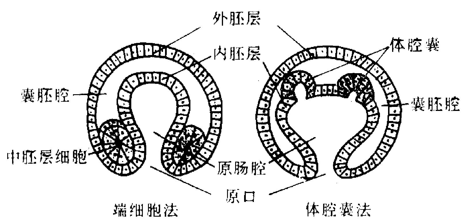 中胚层和体腔的形成