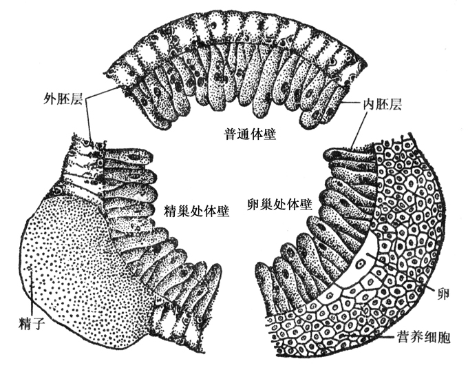 水螅横切面图片