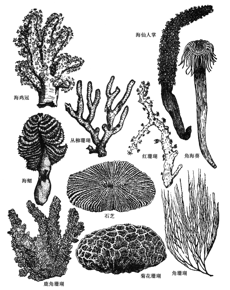 珊瑚纲