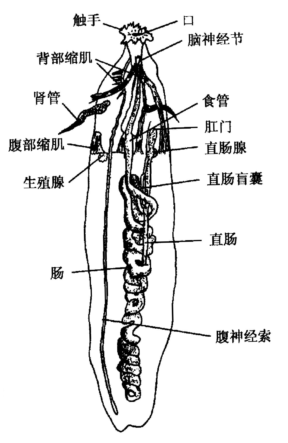 海葵结构示意图图片