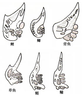 鲫鱼的咽喉齿图片图片