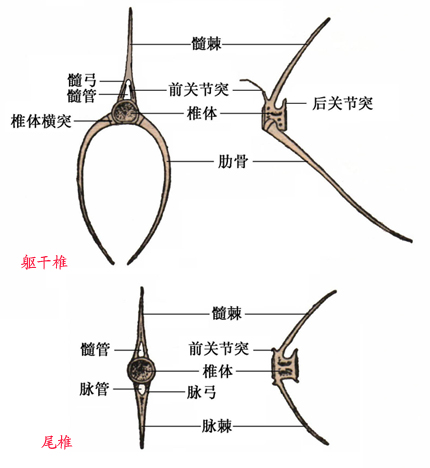 鲢鱼骨骼结构图图片