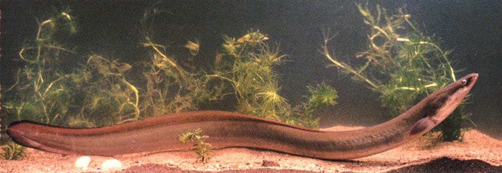 鳗鲡目家族有些什么鱼