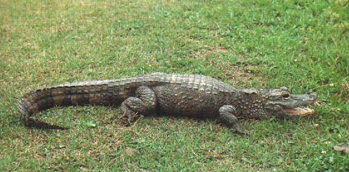 体大型,头躯扁平,尾侧扁.体被角质鳞片,背部鳞片下有骨质板.