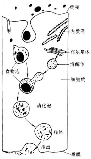 细胞内消化:动物通过胞吞作用将食物颗粒摄入细胞内,形成食物泡,并与