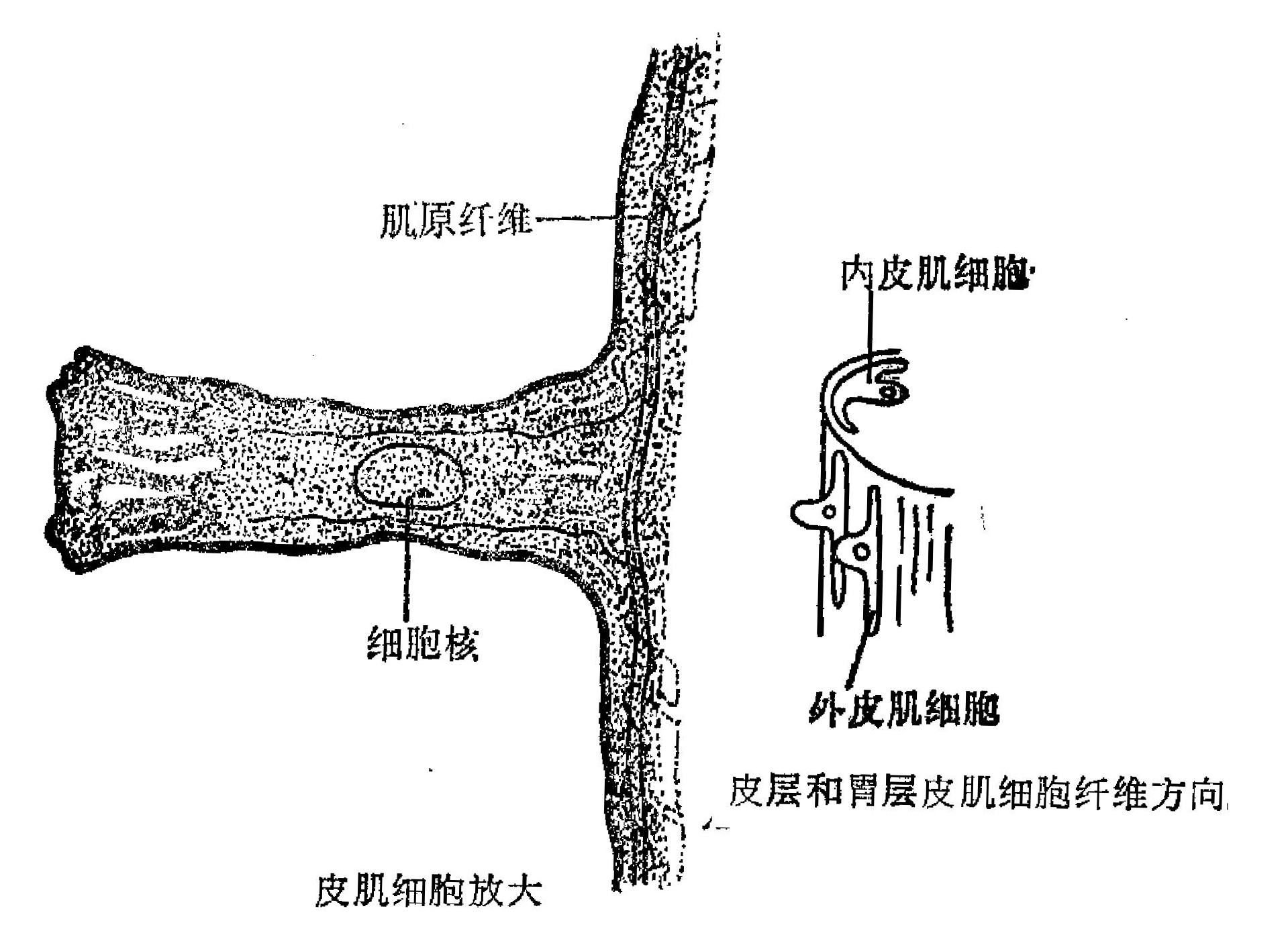 腔肠动物上皮细胞内含有肌原纤维,具有上皮和肌肉的功能,故称为上皮