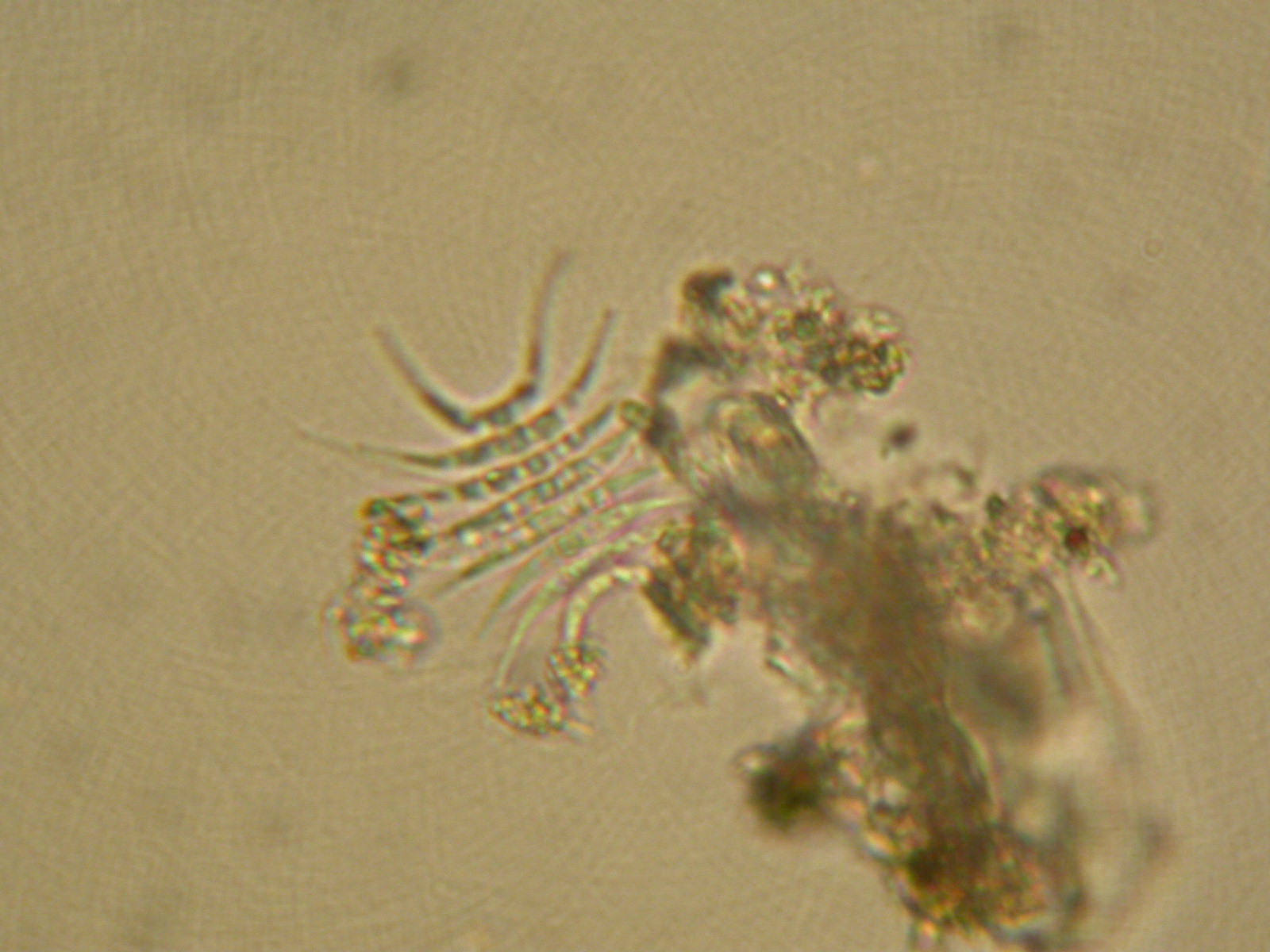 10 248 5 67 Biology Jingpin Zwx Ziyuan Ziyuan 图片资源 实验材料切片图
