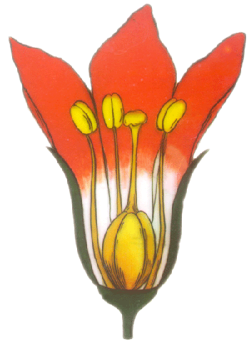 10 248 5 67 Biology Jingpin Zwx Ziyuan Ziyuan 图片资源 Flower Hua 10 248 5 67 Biology Jingpin Zwx Ziyuan Ziyuan 图片资源 Flower Hua