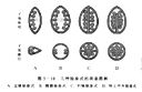 几种胎座的类型图解.jpg