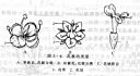 花被的类型.jpg